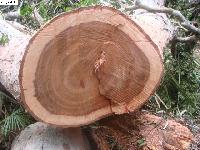 Tìm hiểu về gỗ xoan đào